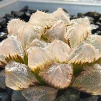 全窓赤岩オブツーサ,ハオルチア属,多肉ちゃん,ボタニカルライフ,新芽の画像