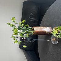 ラナンキュラス,ローズゼラニウム,アリウム コワニー,ブプレウルムの画像