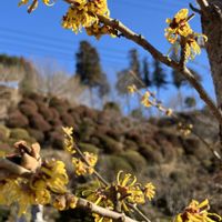 スイセン,ヒメリュウキンカ,マンサク,福寿草,アブラナ科の花の画像