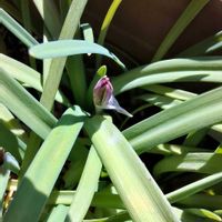 ハナニラ,キュンキュン乙女倶楽部,HTC,乙女ピンク,ハナニラの花の画像