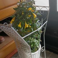 ユリオプスデージーの画像