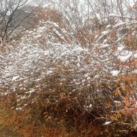 ユキヤナギ,通勤途中の画像