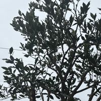 成長記録,小さな庭,家庭菜園の画像