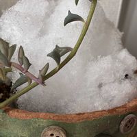 ドルフィンネックレス,繋がりに感謝✨,平和を願う☆,ネックレスの日,毎月8日は鉢の日の画像