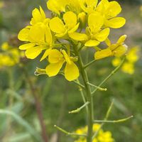 小松菜,小松菜,花のある暮らし,小さな幸せ♡,バックヤード 裏庭の画像