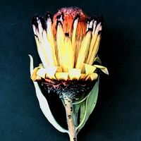 プロテア,プロテア スペシャルピンクアイス,プロテア スサラ,プロテア ニオベ,プロテア フロステッドファイヤーの画像