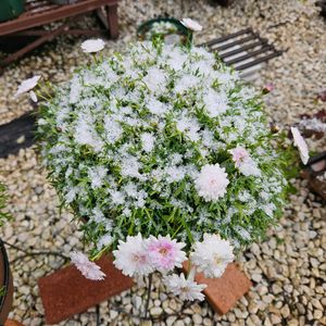 ボンザ マーガレット,鉢植え,明るい日陰,プランター,ガーデニング初心者の画像