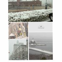 ケヤキ,サザンカ,雪景色,みなとみらい,横浜赤レンガ倉庫の画像