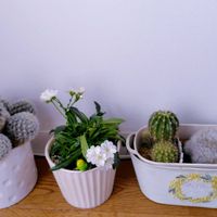 レウィシア,白星,カルメナエ,花のある暮らし,いつもありがとう❤️の画像