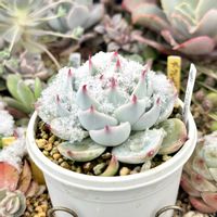 エケベリア ピーチコロン,成長記録 ピーチコロン,成長記録 ロンギシマ×ブラックローズsp.,エケベリア ロンギシマ×ブラックローズsp.,エケベリア アルバニーの画像