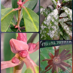 つぼみ！！,新芽^ ^,花芽！,イリシュウム フロリダナム,デッキア属ターザンの画像