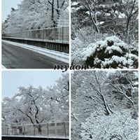 ウメ,オリーブ,オリーブ,ロウバイ,蝋梅の画像