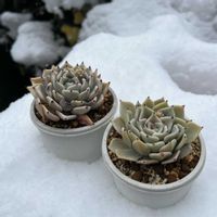 雪つぼみ,多肉植物,多肉中毒,多肉のある暮らし,多肉女子の画像