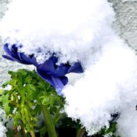 チューリップ,ハーデンベルギア,八重咲き　アネモネ,花梅,アリウム・ギガンチウムの画像