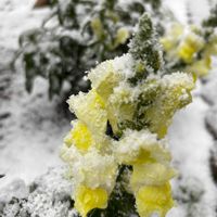 ガザニア,ガザニア,ストック,ペチュニア,ペチュニアの画像