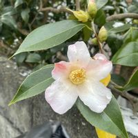 ツバキ,地植え,開花,ピンクの花,犬とお散歩の画像