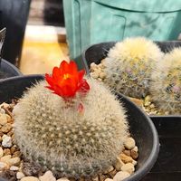 カルメナエ,雪晃,雪晃,マミラリア カルメナエ,パキポディウム　恵比寿大黒の画像