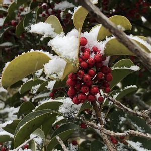 クロガネモチ,ヒマツリ,多肉植物,鉢植え,ガーデニングの画像