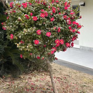 サザンカ,アーモンドネックレス,ルビーネックレスの花,オウンスロー,名無しセンペルの画像