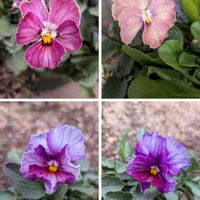 種から,種まき,ビオラ・パンジーの画像