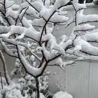 柿の木,カキ,ラナンキュラス　ラックス,ラナンキュラスラックス ティーバ,ラナンキュラスラックスエリスの画像