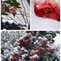 ピラカンサ,ピラカンサ,木瓜(ボケ),椿(わびすけ),可愛いの画像