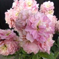 ストック,タイム,シルバータイム,八重咲きストックベイビー,八重咲きストック・ベイビー『アプリコット』の画像