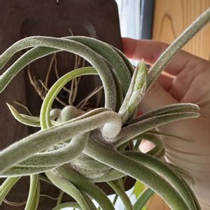 チランジア,カプトメデューサ,チランジア カプトメデューサ,花芽,珍奇植物の画像