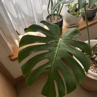 ハーブ,観葉植物,緑のある暮らし,植物は癒し,クレイセラピーの画像