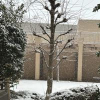 月桂樹,カツラ,オタフクナンテン,マンション中庭の画像