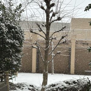 月桂樹,カツラ,オタフクナンテン,マンション中庭の画像