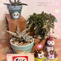 ピーチネックレス,エンジェルティアーズ,アガベ　笹の雪,アガベ　笹の雪,アロエブリザードの画像