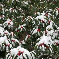 クロガネモチ,クロガネモチ,雪❄,2月,われら17年組の画像