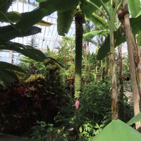 バナナ,バナナの葉っぱ,キュンキュン乙女倶楽部,山野草大好き,里山大好き協会の画像