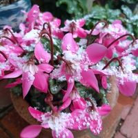 アジュガ,ストレリチア,カナメモチ,シクラメン ジックス,葉牡丹（はぼたん）の画像