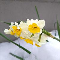 ハナミズキ,ハナミズキ,ロウバイ,ロウバイ,テイカカズラの画像