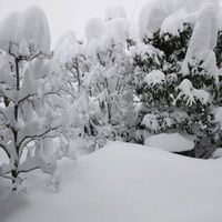 ハナミズキ,ヤマボウシ,シラカシ,繋がりに感謝✨,❄️冬にまけるな❄️の画像