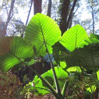 クワズイモ,赤松,キュンキュン乙女倶楽部,山野草大好き,里山大好き協会の画像