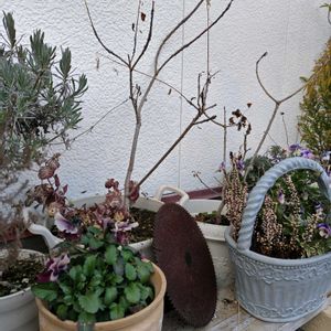 花のある暮らし,緑のある暮らし,ハーブのある暮らし,多肉植物のある暮らし,ナチュラルなガーデンを目指しての画像