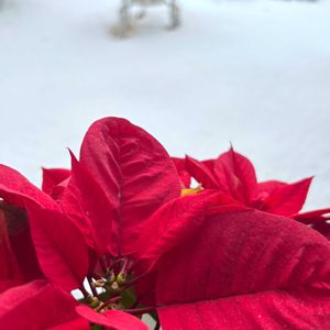 クリスマスローズ,ナンテン,ポインセチア,パンジー,パンジーの画像