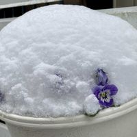 ドドナエア・ポップブッシュ・プルプレア,ロウバイ,ドドナエア,ドドナエア,コルジリネの画像