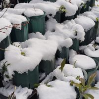 クリスマスローズ,クリスマスローズ,クリスマスローズ,スノードロップ,ブルーベリーの画像