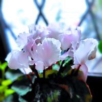 ソフォラ　リトルベイビー,ソフォラ　リトルベイビー,ガーデンシクラメン,ガーデンシクラメン,花のある暮らし♡の画像