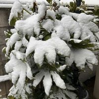 ナンテン,ヤツデ,小さな庭の画像