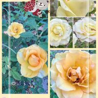 ミニバラ,GSのみなさんに感謝♡,過去pic,GSの繋がりに感謝♡,❄️冬にまけるな❄️の画像