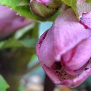 クリスマスローズ,軒下,楽しみ,蕾の画像