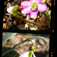 スノードロップ,ロウバイ,雪割草,地植え,山野草の画像