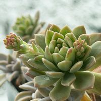 朧月,マッコス,多肉植物,多肉植物葉挿し,雪に負けない！の画像