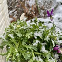 アップルミント,ノースポール,ヤドリギ,ヤドリギ,キュンキュン乙女倶楽部の画像