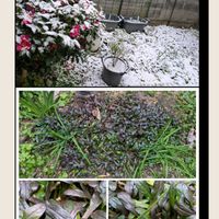 チェッカーベリー,アシュガ チョコレートチップ,ビオラ寄せ植え,8日は葉っぱの発表会の画像